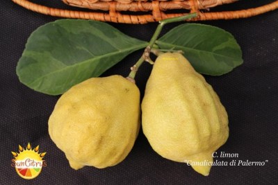 C. limon Canaliculata di Palermo - 